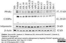 Anti Actin Beta Antibody gallery image 6