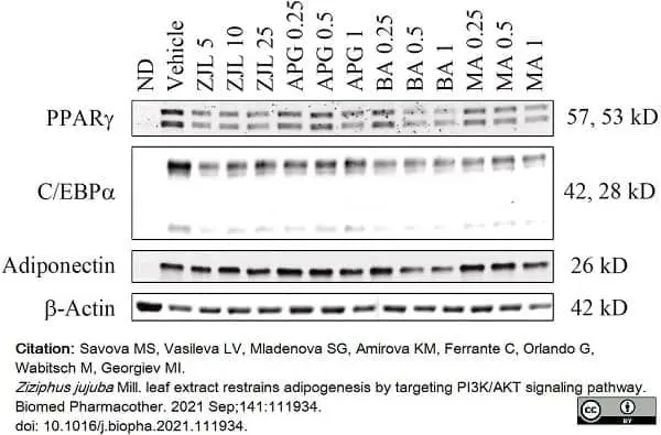 Anti Actin Beta Antibody gallery image 6