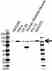 Anti ACTN3 Antibody (PrecisionAb Polyclonal Antibody) thumbnail image 1