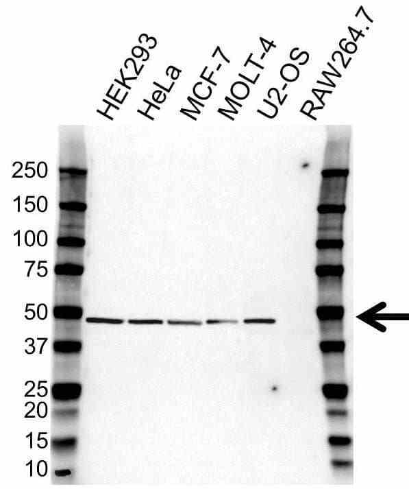 Anti ADRM1 Antibody (PrecisionAb Polyclonal Antibody) gallery image 1