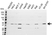 Anti AHSA1 Antibody (PrecisionAb Polyclonal Antibody) thumbnail image 1