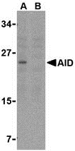 Anti AID (C-Terminal) Antibody gallery image 1