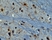 Anti AIF1 (C-Terminal) Antibody thumbnail image 1