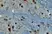 Anti AIF1 (C-Terminal) Antibody thumbnail image 1