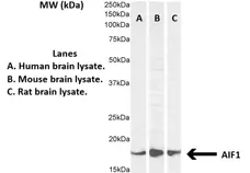 Anti AIF1 (C-Terminal) Antibody gallery image 2