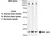 Anti AIF1 (C-Terminal) Antibody thumbnail image 2