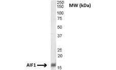 Anti AIF1 (C-Terminal) Antibody gallery image 3