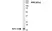 Anti AIF1 (C-Terminal) Antibody thumbnail image 3