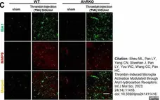 Anti AIF1 (C-Terminal) Antibody gallery image 6