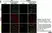 Anti AIF1 (C-Terminal) Antibody thumbnail image 6