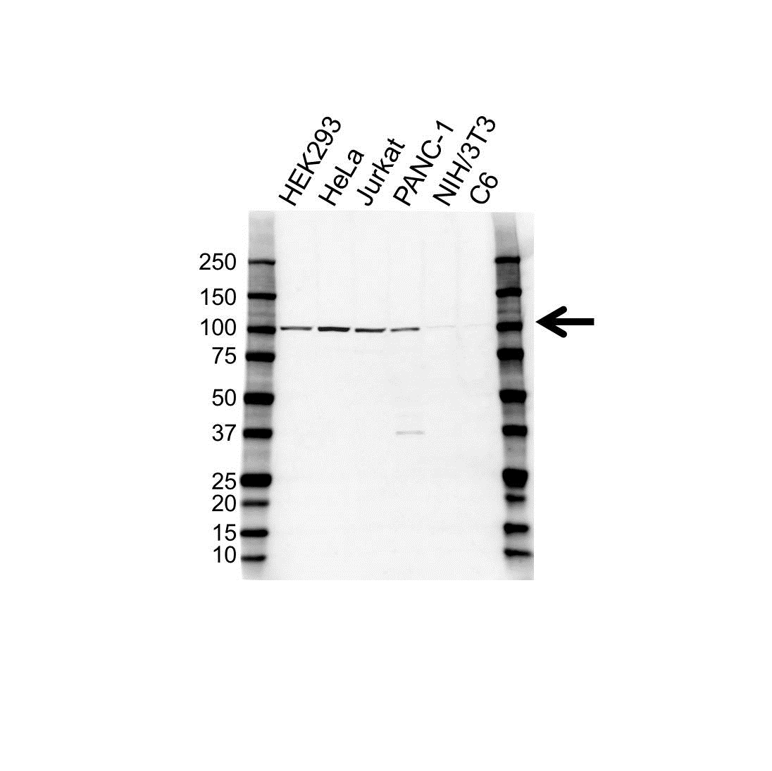 Anti ALIX Antibody (PrecisionAb Polyclonal Antibody) gallery image 1