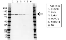 Anti ALIX Antibody (PrecisionAb Polyclonal Antibody) gallery image 1