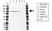 Anti ALIX Antibody (PrecisionAb Polyclonal Antibody) thumbnail image 1