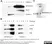 Anti Human Alkaline Phosphatase Antibody thumbnail image 1