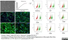 Anti Human Alkaline Phosphatase Antibody gallery image 2