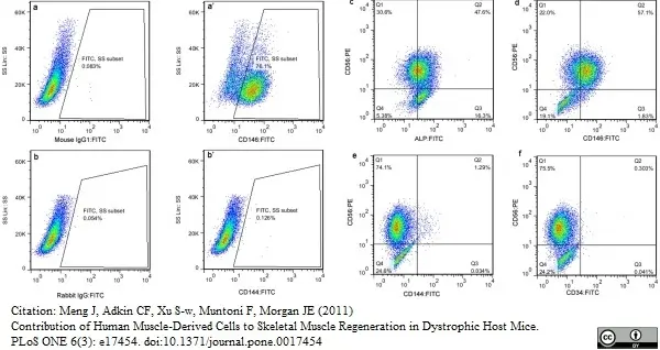 Anti Human Alkaline Phosphatase Antibody gallery image 3