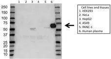 Anti ALPHA-1-ANTICHYMOTRYPSIN Antibody (PrecisionAb Polyclonal Antibody) gallery image 1