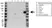 Anti ALPHA-1-ANTICHYMOTRYPSIN Antibody (PrecisionAb Polyclonal Antibody) thumbnail image 1