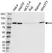 Anti Alpha ACTININ-1 Antibody (PrecisionAb Polyclonal Antibody) thumbnail image 1