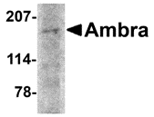 Anti AMBRA1 (N-Terminal) Antibody gallery image 1