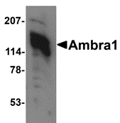 Anti AMBRA1 (C-Terminal) Antibody gallery image 1