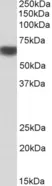 Anti Human AMPK Alpha 2 Antibody thumbnail image 1