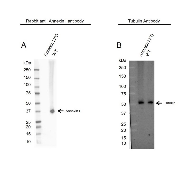 Anti Annexin I Antibody (PrecisionAb Polyclonal Antibody) gallery image 2
