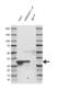 Anti Annexin V Antibody (PrecisionAb Polyclonal Antibody) thumbnail image 2