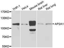 Anti AP2A1 Antibody gallery image 1