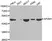 Anti AP2M1 Antibody thumbnail image 1