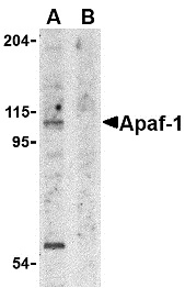 Anti APAF1 (aa12-28) Antibody gallery image 1