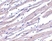 Anti APAF1 (aa12-28) Antibody thumbnail image 1