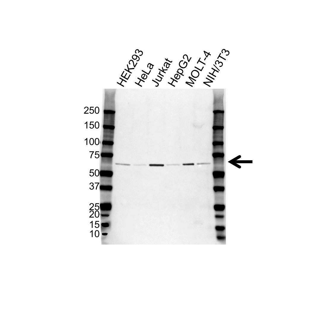 Anti APC8 Antibody (PrecisionAb Polyclonal Antibody) gallery image 1