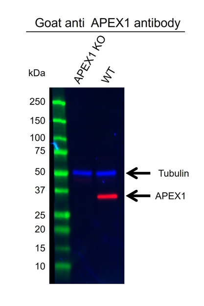 Anti APEX1 Antibody (PrecisionAb Polyclonal Antibody) gallery image 2