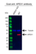 Anti APEX1 Antibody (PrecisionAb Polyclonal Antibody) thumbnail image 2