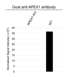 Anti APEX1 Antibody (PrecisionAb Polyclonal Antibody) gallery image 3