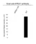 Anti APEX1 Antibody (PrecisionAb Polyclonal Antibody) thumbnail image 3
