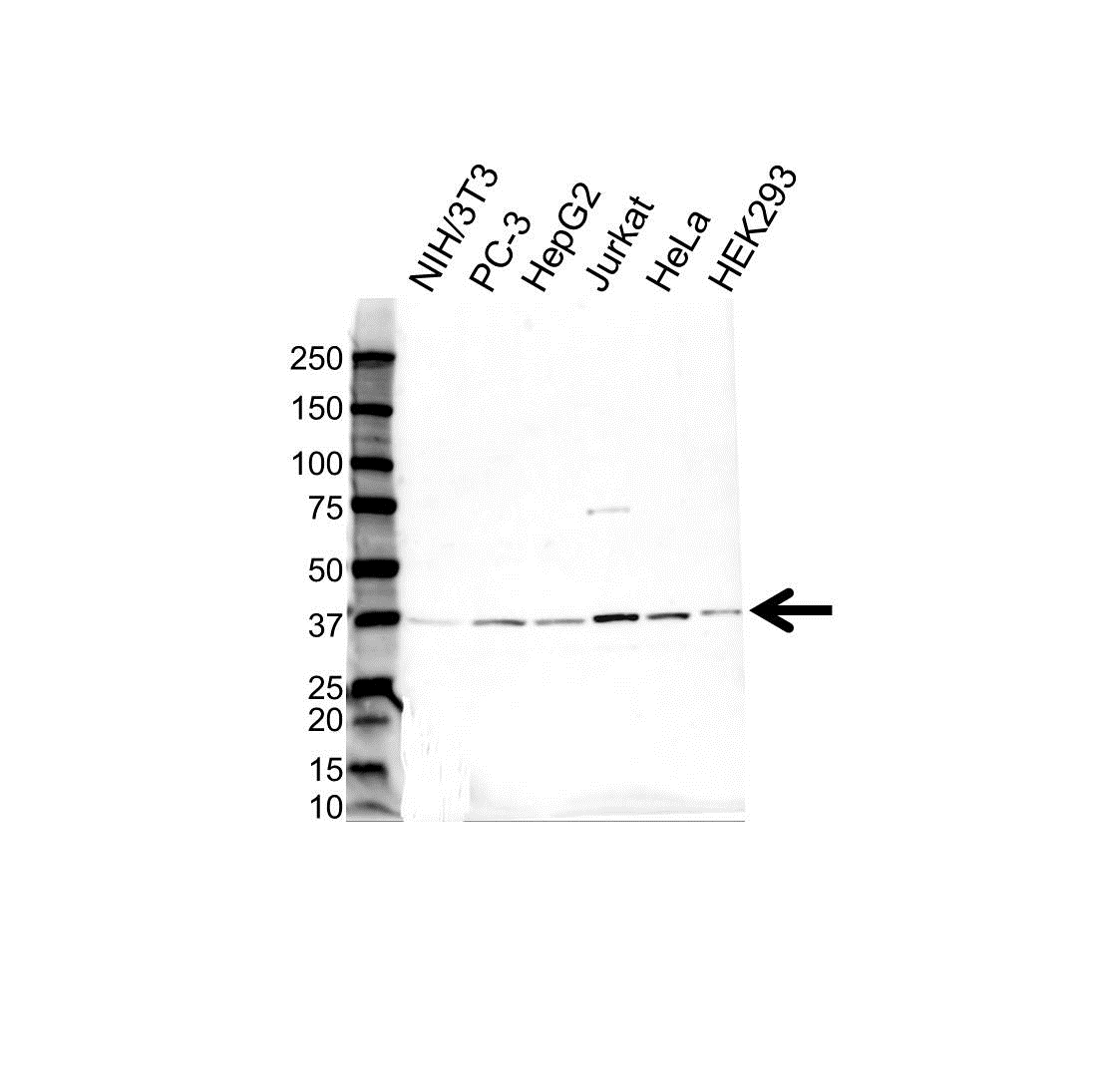 Anti APEX1 Antibody (PrecisionAb Polyclonal Antibody) gallery image 1