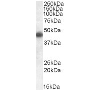 Anti Human Apolipoprotein L1 (C-Terminal) Antibody thumbnail image 2