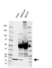Anti ARF6 Antibody (PrecisionAb Polyclonal Antibody) thumbnail image 2