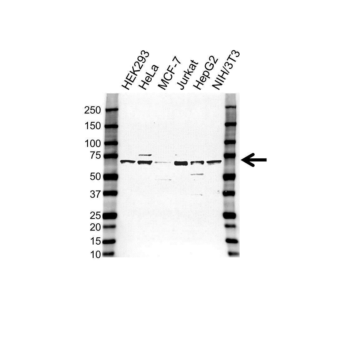 Anti ARIH1 Antibody (PrecisionAb Polyclonal Antibody) gallery image 1