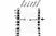 Anti ARIH1 Antibody (PrecisionAb Polyclonal Antibody) thumbnail image 1