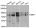 Anti ARNT Antibody thumbnail image 1