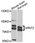 Anti ARNT2 Antibody thumbnail image 1