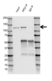 Anti ARS2 Antibody (PrecisionAb Polyclonal Antibody) thumbnail image 2