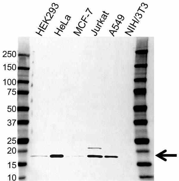 Anti ASF1A Antibody (PrecisionAb Polyclonal Antibody) gallery image 1
