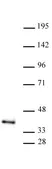 Anti Human ATF1 Antibody thumbnail image 1
