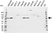 Anti ATF6 Antibody (PrecisionAb Polyclonal Antibody) thumbnail image 1