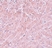 Anti ATG101 Antibody thumbnail image 2