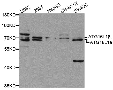 Anti ATG16L1 Antibody gallery image 1